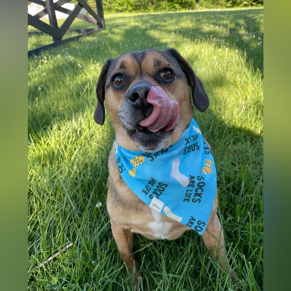 Meet your Posher, Autumn - Picture 6 of 7